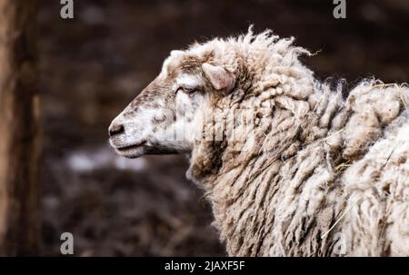 Ritratto di pecora Merino Foto Stock