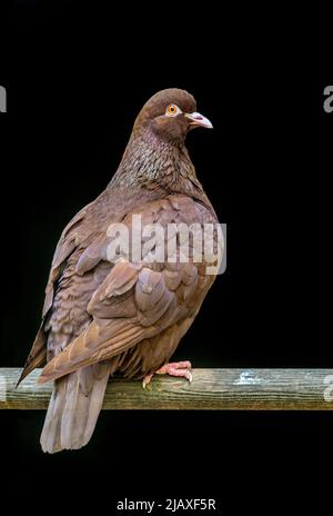 Carneau, piccione domestico (Columba livia domestica) di razza di piccione di utilità originario della Francia settentrionale e del Belgio meridionale Foto Stock