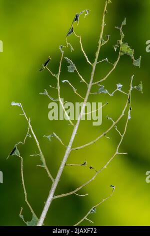 Foglia danneggiata di cultivar di mirtillo (corimboso di Vaccinium) parzialmente mangiato da larve / larva segheria (Symphyta sp.) in giardino Foto Stock