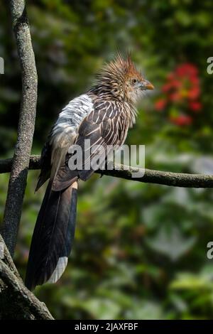 Guira cucù (Guira guira) arroccato in albero, uccello gregarioso nativo del Sud America Foto Stock