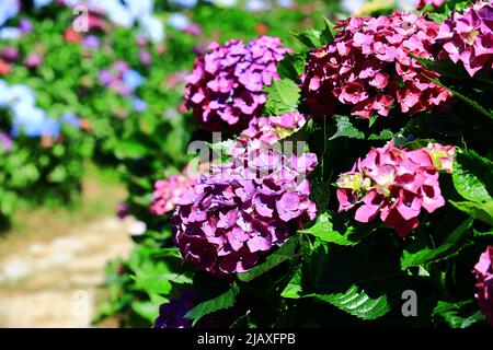 Fiori colorati di Hydrangea (Hyrdangea a foglia grande), primo piano di fiori di Hydrangea viola e rosso che sbocciano in giardino durante l'estate soleggiata Foto Stock