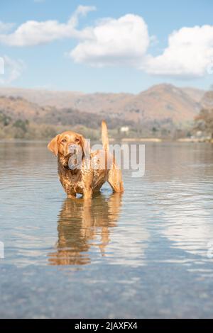 Un animale domestico rosso Labrador Retriever cane in piedi in un lago tranquillo in vacanza nel Lake District National Park con spazio copia Foto Stock