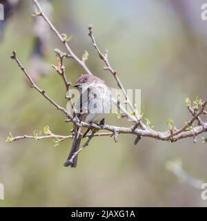 Eastern phoebe (Sayornis phoebe) posando su un ramo di albero. Chesapeake e l'Ohio Canal National Historical Park. Maryland. USA Foto Stock
