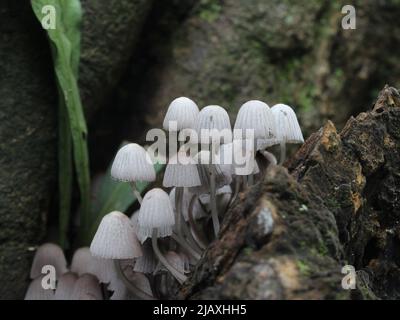Fata fungo Inkcap (Coprinellus disseminatus) su corteccia di albero Foto Stock