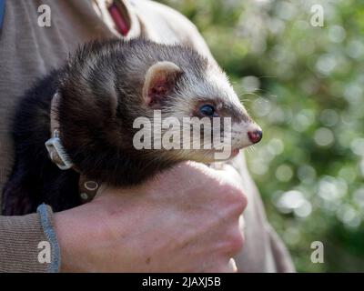 PET furret fuori per una passeggiata con il suo proprietario, Cornovaglia, Regno Unito Foto Stock