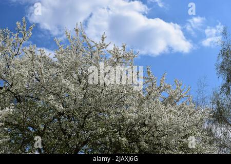 Un grande albero con fiore bianco e un cielo blu chiaro. Albero di primavera con fiori bianchi sboccia contro un cielo blu. Ispirazione primaverile. Ciliegio in fiore tr Foto Stock