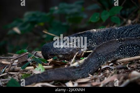 Un supporto di lucertola di monitor in un giardino, lucertole di monitor sono lucertole grandi nel genere Varanus. Sono nativi di Africa, Asia, Foto Stock