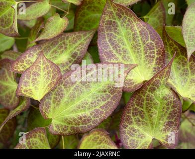 Epimedium alpinum, il barrenwort alpino lascia in primo piano Foto Stock