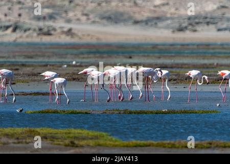 i fenicotteri rosa si trovano in acqua in namibia in africa Foto Stock