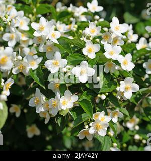 Arbusto europeo fiorito, Philadelphus coronarius Foto Stock