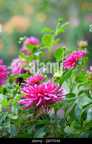 Fiore rosa dahlia fiorire nel giardino Foto Stock