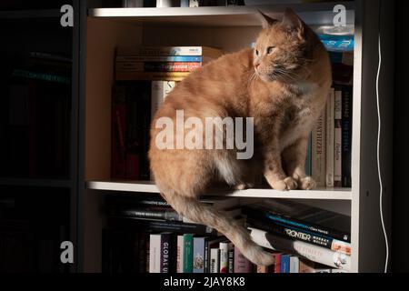 Ginger gatto in luce solare su scaffale libro Foto Stock