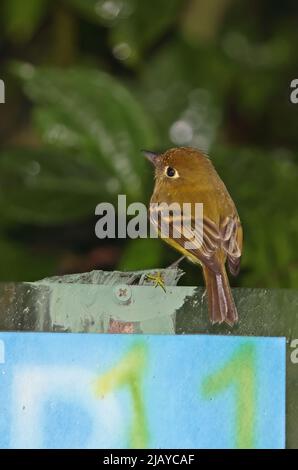 Flyellowish Flycatcher (Empironax flavescens flavescens) adulto arroccato sul segno bagnato dopo la pioggia Costa Rica Marzo Foto Stock