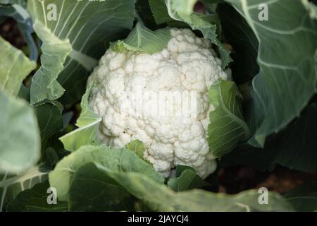 Primo piano sulla testa di un cavolfiore bianco fresco che cresce in giardino di suolo biologico Foto Stock