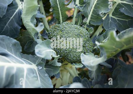 Primo piano sulla testa di un broccoli verde fresco che cresce in giardino di suolo biologico Foto Stock