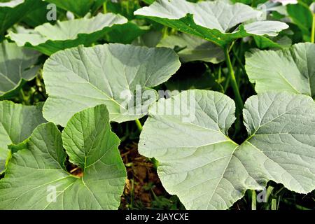 Piante di zucca, giovani piante di zucca verde nei letti, illuminate dal sole della sera, fuoco selettivo, primo piano Foto Stock