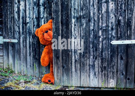 grande orsacchiotto marrone agguato dietro una porta rustica fienile in legno Foto Stock