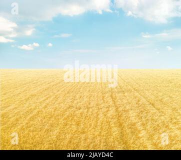 Campo di grano dorato sotto cielo azzurro con nuvole, sfondo paesaggistico minimalista Foto Stock