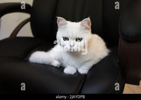 Il gatto boss che si posa sulla sedia ufficio nero, bianco soffice gatto grumpy, che è il boss Foto Stock