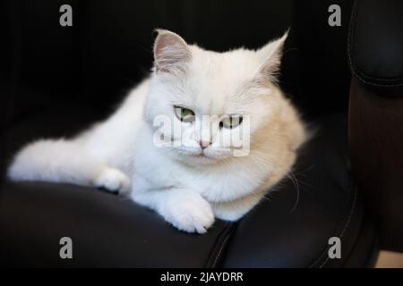 Il gatto boss che si posa sulla sedia ufficio nero, bianco soffice gatto grumpy, che è il boss Foto Stock