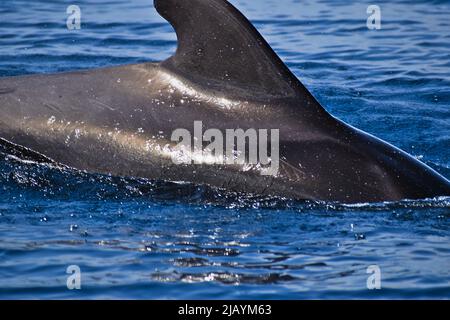 Pilot Whales a Tenerife, Isole Canarie, aprile 2022 Foto Stock