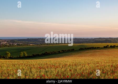 Si affaccia su un campo di papavero vicino a Ditchling Beacon verso la costa del Sussex Foto Stock