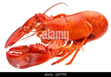 Red Lobster isolati su sfondo bianco Foto Stock