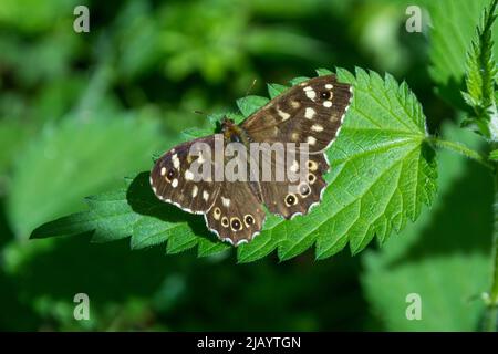 Una farfalla di legno a macchie (Pararge aegeria) poggia su una foglia di ortica nel suo ambiente preferito di ombra applacciata. Preso vicino a Pontop Pike, Tyne & Wear Foto Stock