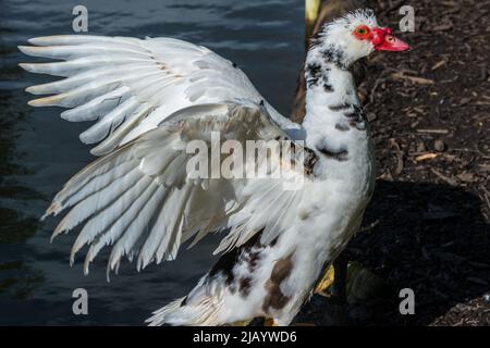 Un'anatra moscovica (Cairina moschata) flaps le sue ali. Preso in un laghetto vicino Penshaw, Tyne & Wear, Regno Unito. Foto Stock