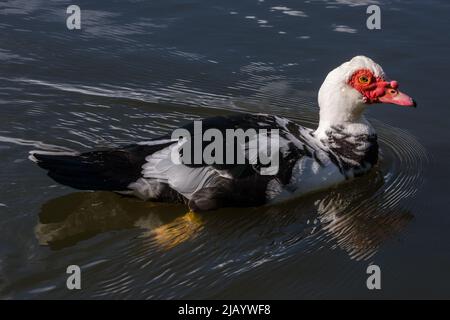Un'anatra moscovica (Cairina moschata) che nuota. Preso in un laghetto vicino Penshaw, Tyne & Wear, Regno Unito. Foto Stock
