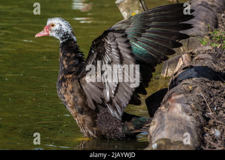 Un'anatra moscovica (Cairina moschata) flaps le sue ali. Preso in un laghetto vicino Penshaw, Tyne & Wear, Regno Unito. Foto Stock