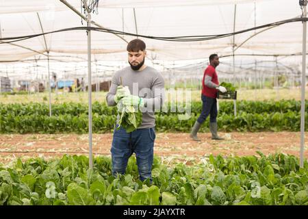 Giovane agricoltore che raccoglie la zizzera svizzera Foto Stock