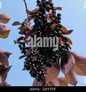 Impressionante grumo di bacche nere profonde di un chokecherry in un giardino a Ottawa, Ontario, Canada. Foto Stock