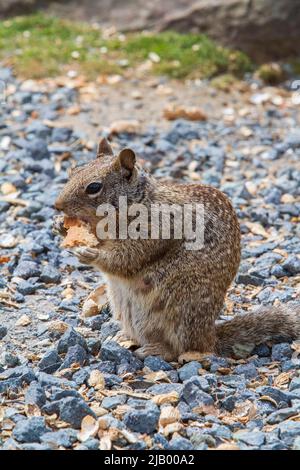 Una femmina di scoiattolo della California (Otospermophilus beecheyi) si siede mentre mangia il pane lasciato dai turisti lungo la costa centrale dell'Oregon, Stati Uniti. Foto Stock