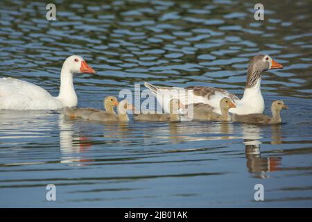 Famiglia di oche da nuoto - oca domestica (Anser anser F. domestica) a Los Barruecos, Estremadura, Spagna Foto Stock