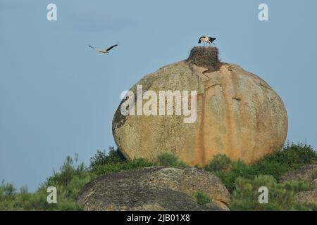 Cicogna bianca (Ciconia ciconia) in nido su grande roccia rotonda, Estremadura, Spagna Foto Stock