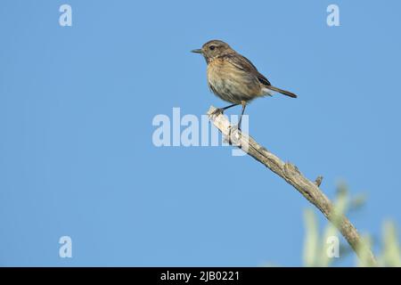 stonechat femminile (sassicola torquata) a Malpartida de Plasencia, Estremadura, Spagna Foto Stock