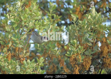 Sardo maschio (Sylvia melanocephala) a Monfragüe, Estremadura, Spagna Foto Stock