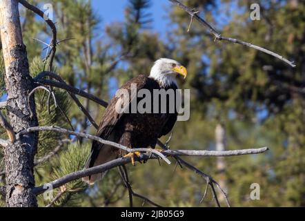 Aquila calva lungo il fiume South Platte in Eleven Mile Canyon Foto Stock