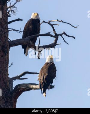 Aquila calva lungo il fiume South Platte in Eleven Mile Canyon Foto Stock