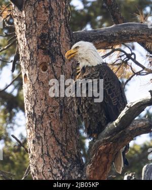 Aquila calva lungo il fiume South Platte in Eleven Mile Canyon Foto Stock