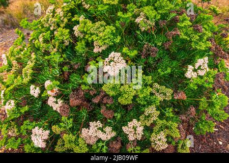 Santa Cruz Island Buckwheat (Eriogonum arborescens), Santa Cruz Island, Channel Islands National Park, California USA Foto Stock