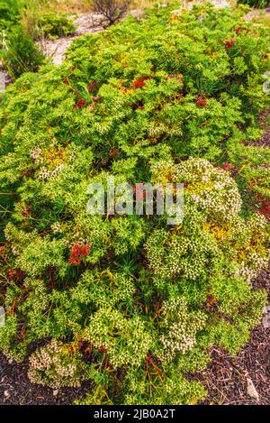 Santa Cruz Island Buckwheat (Eriogonum arborescens), Santa Cruz Island, Channel Islands National Park, California USA Foto Stock