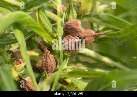 Semi di cannabis maturi per olio CBD ed estratto di olio di semi di canapa Foto Stock