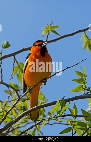 Bulllocks Oriole (Icterus bullockii) nel Lucky Peak state Park, Idaho, USA 2022. Foto Stock