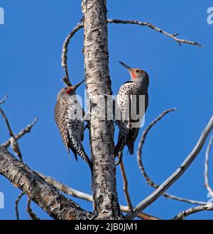 Corteggiamento primaverile con coppia di Northern Flicker (Colaptes auratus) nella primavera 2022 lungo Greenway a Boise, Idaho, USA. Foto Stock