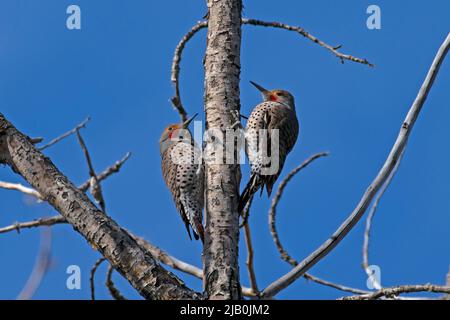 Northern Flicker coppia in sprnig. Foto Stock