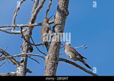 Northern Flicker (Colaptes auratus) coppia nella primavera 2022 lungo Greenway a Boise, Idaho, USA. Foto Stock