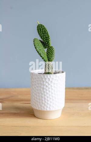 Cactus bianco coniglietto orecchie in una pentola decorativa Foto Stock