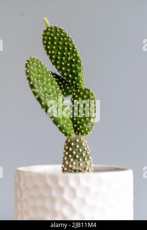 Opunita microdasys bianco coniglietto orecchio cactus in una bella pentola decorativa Foto Stock